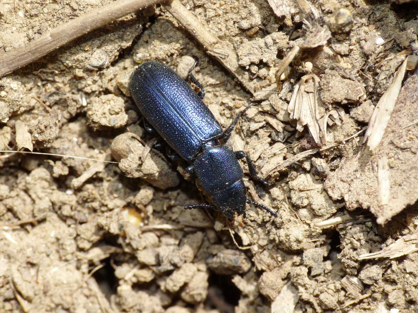 Temnochila caerulea